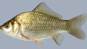 Crucian carp